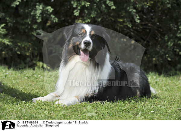 liegender Australian Shepherd / lying Australian Shepherd / SST-08934