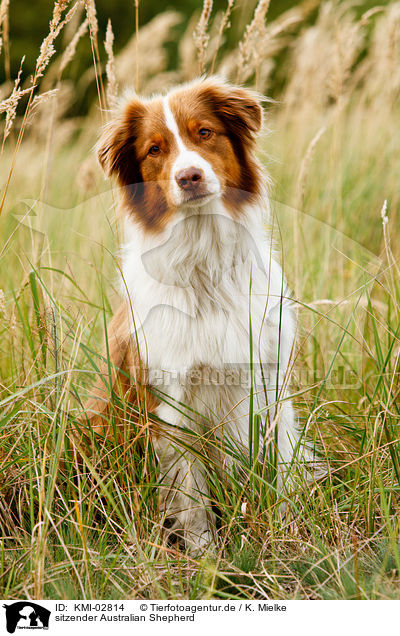 sitzender Australian Shepherd / KMI-02814