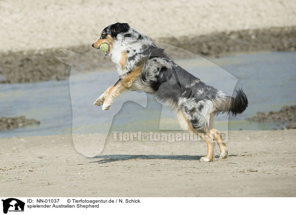 spielender Australian Shepherd / playing Australian Shepherd / NN-01037