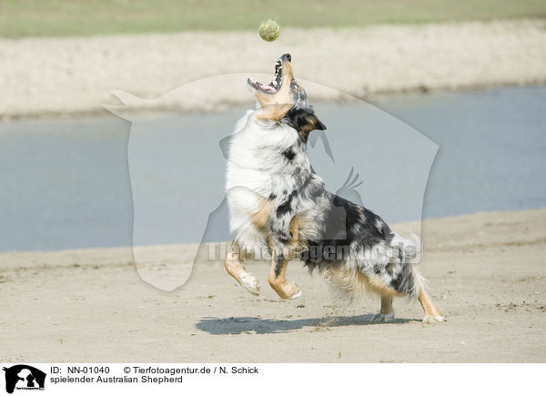 spielender Australian Shepherd / playing Australian Shepherd / NN-01040