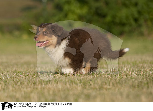 Australian Shepherd Welpe / Australian Shepherd Puppy / NN-01220
