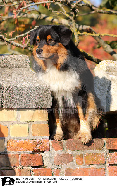 sitzender Australian Shepherd / sitting Australian Shepherd / IF-08058