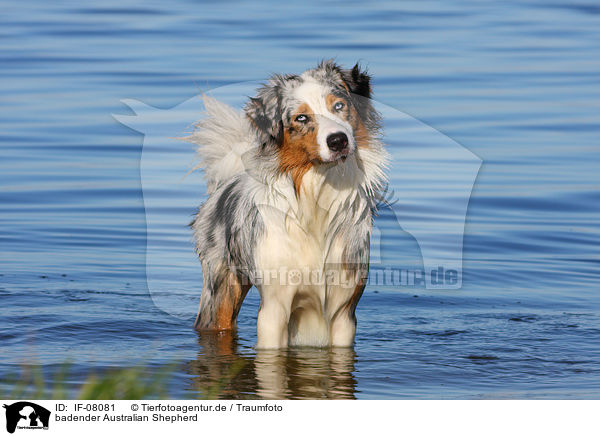 badender Australian Shepherd / IF-08081
