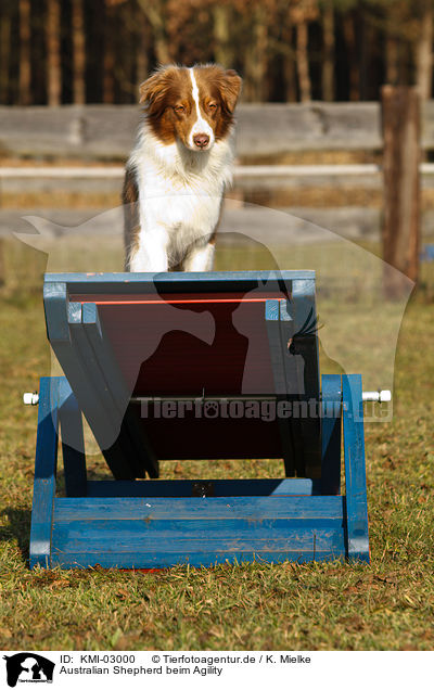 Australian Shepherd beim Agility / KMI-03000