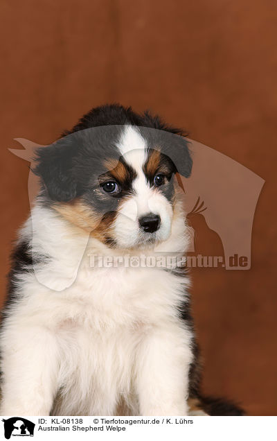 Australian Shepherd Welpe / Australian Shepherd Puppy / KL-08138