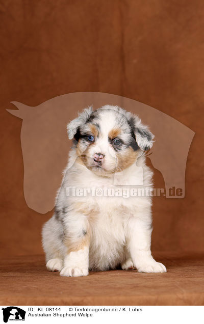 Australian Shepherd Welpe / Australian Shepherd Puppy / KL-08144