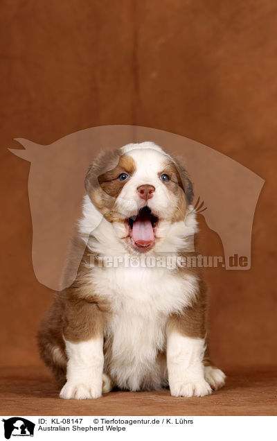 Australian Shepherd Welpe / Australian Shepherd Puppy / KL-08147