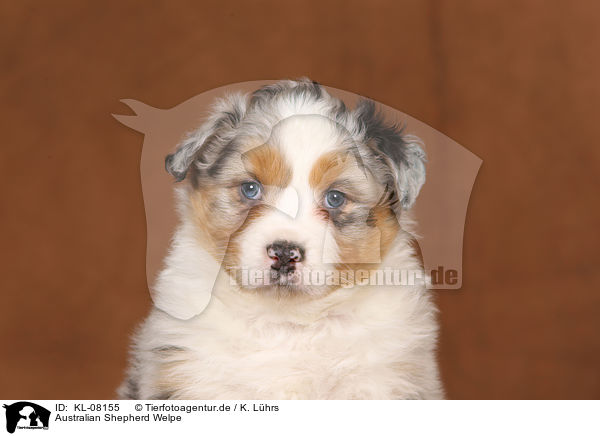 Australian Shepherd Welpe / Australian Shepherd Puppy / KL-08155