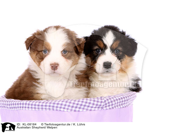 Australian Shepherd Welpen / KL-08184