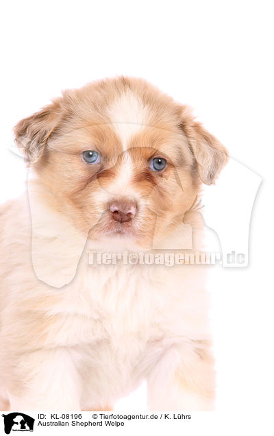 Australian Shepherd Welpe / Australian Shepherd Puppy / KL-08196