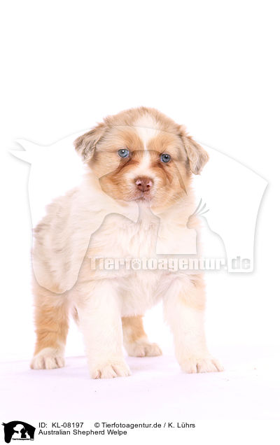 Australian Shepherd Welpe / KL-08197