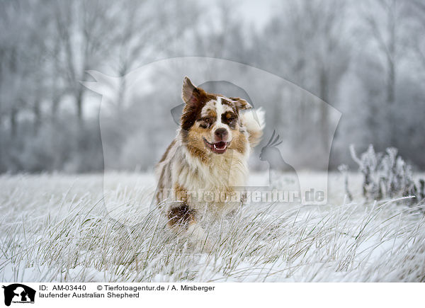 laufender Australian Shepherd / walking Australian Shepherd / AM-03440