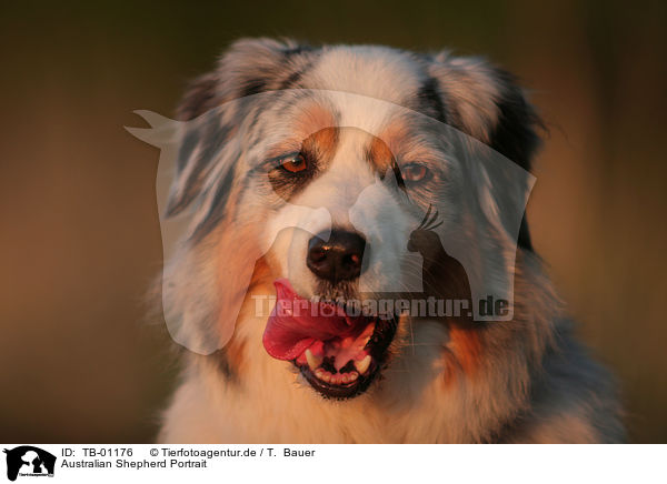 Australian Shepherd Portrait / Australian Shepherd Portrait / TB-01176