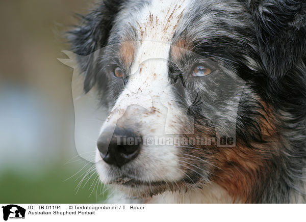 Australian Shepherd Portrait / Australian Shepherd Portrait / TB-01194