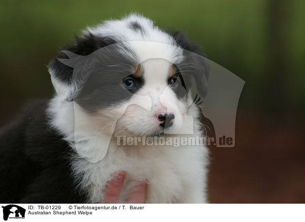 Australian Shepherd Welpe / Australian Shepherd Puppy / TB-01229