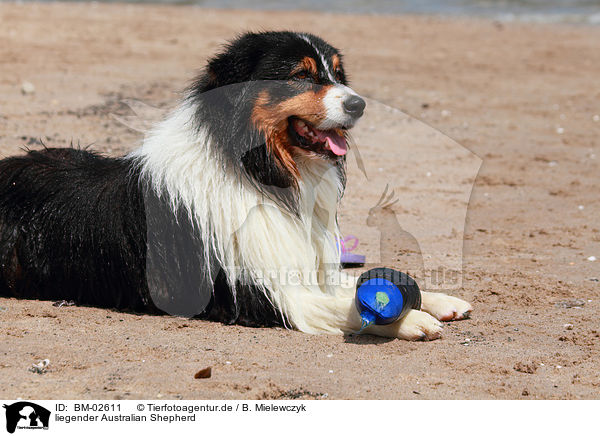 liegender Australian Shepherd / lying Australian Shepherd / BM-02611