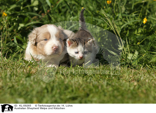 Australian Shepherd Welpe und Ktzchen / KL-09265