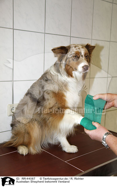 Australian Shepherd bekommt Verdand / Australian Shepherd with bandage / RR-44087