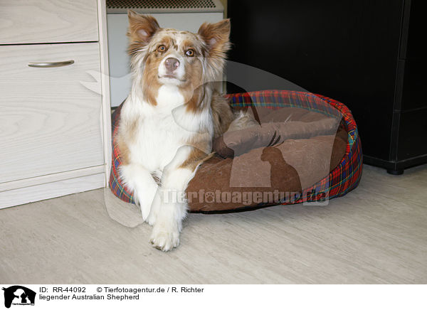 liegender Australian Shepherd / lying Australian Shepherd / RR-44092