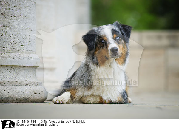 liegender Australian Shepherd / lying Australian Shepherd / NN-01724