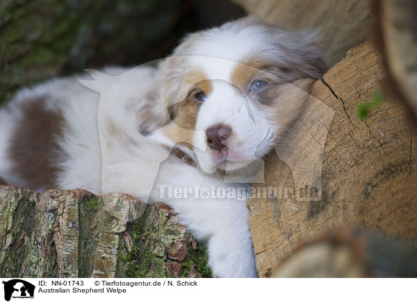 Australian Shepherd Welpe / NN-01743