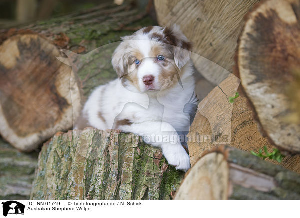 Australian Shepherd Welpe / NN-01749