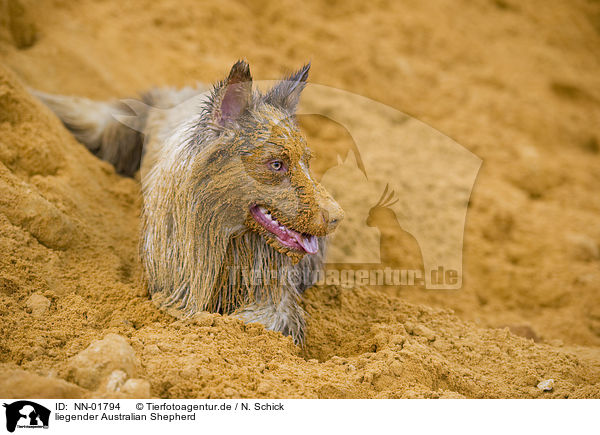 liegender Australian Shepherd / lying Australian Shepherd / NN-01794