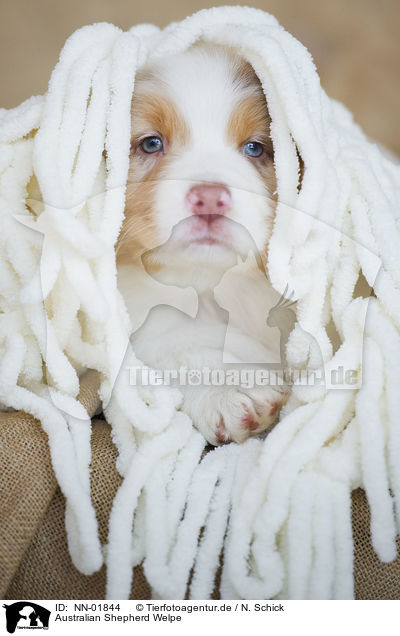Australian Shepherd Welpe / NN-01844