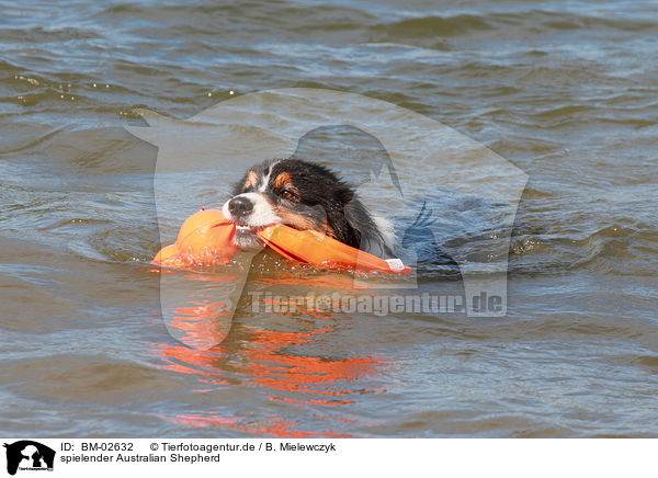 spielender Australian Shepherd / playing Australian Shepherd / BM-02632