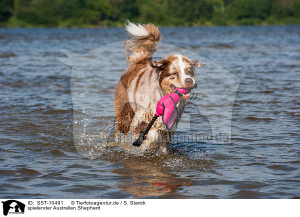 spielender Australian Shepherd / playing Australian Shepherd / SST-10491