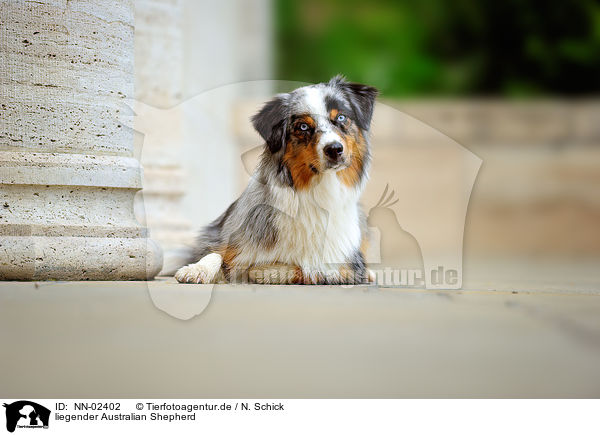 liegender Australian Shepherd / lying Australian Shepherd / NN-02402