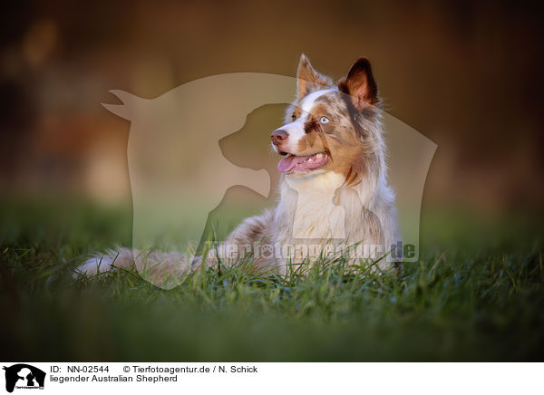 liegender Australian Shepherd / lying Australian Shepherd / NN-02544