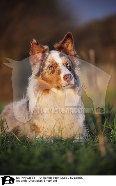 liegender Australian Shepherd / lying Australian Shepherd / NN-02553