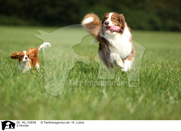 2 Hunde / 2 dogs / KL-10838