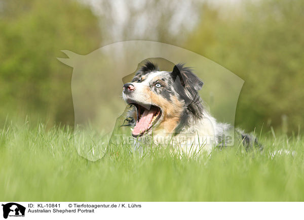 Australian Shepherd Portrait / KL-10841