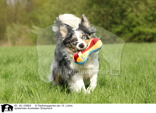 spielender Australian Shepherd / playing Australian Shepherd / KL-10863