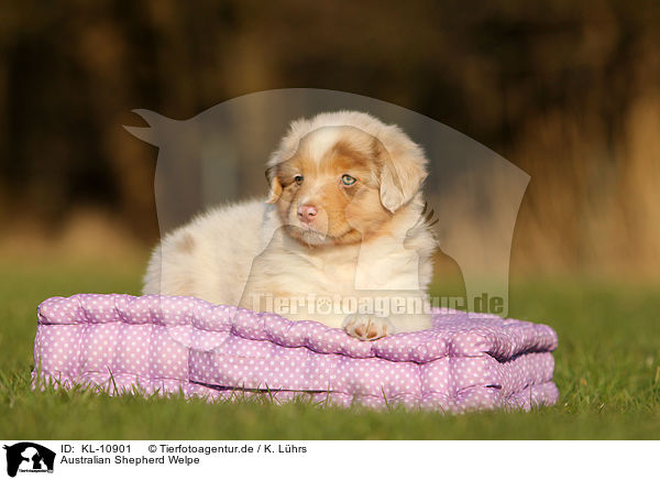 Australian Shepherd Welpe / Australian Shepherd Puppy / KL-10901