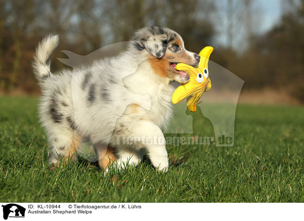 Australian Shepherd Welpe / Australian Shepherd Puppy / KL-10944