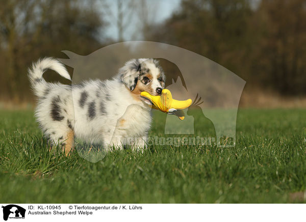 Australian Shepherd Welpe / Australian Shepherd Puppy / KL-10945