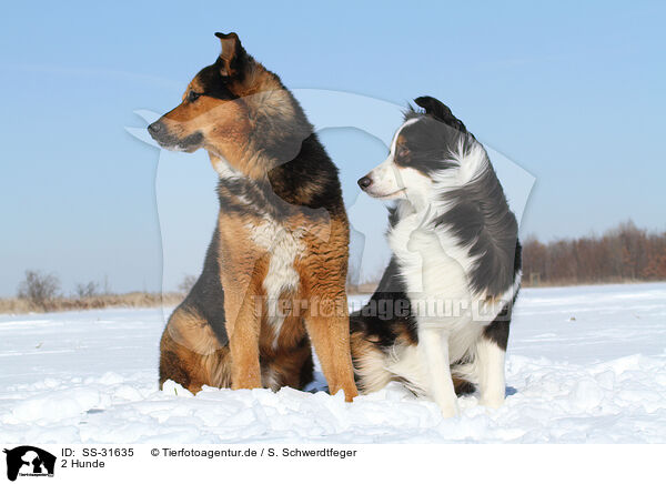 2 Hunde / 2 dogs / SS-31635