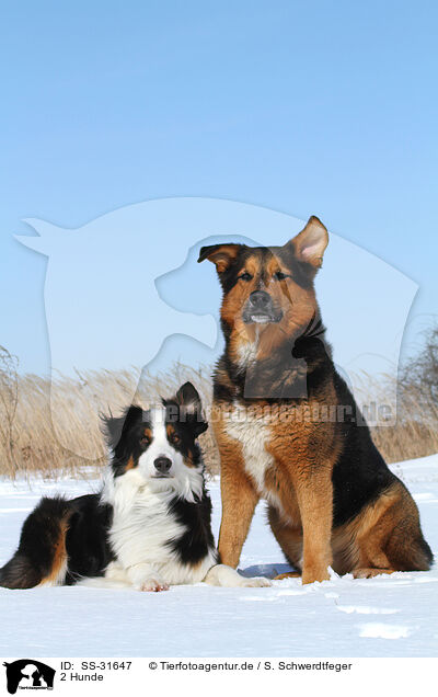 2 Hunde / 2 dogs / SS-31647