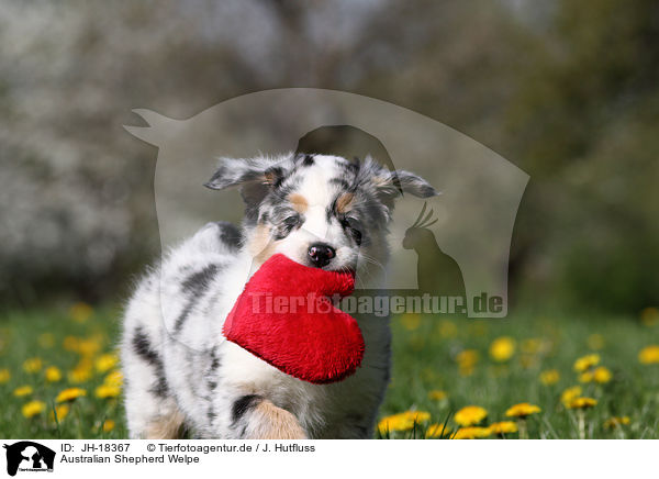 Australian Shepherd Welpe / Australian Shepherd Puppy / JH-18367