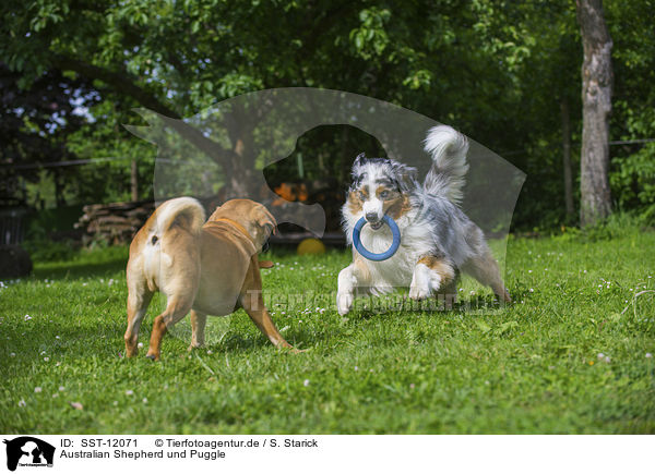 Australian Shepherd und Puggle / SST-12071
