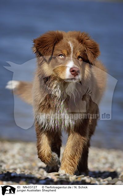 junger Australian Shepherd / young Australian Shepherd / NN-03127