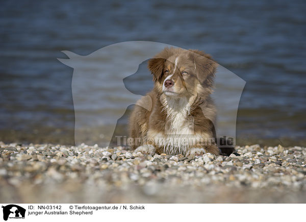 junger Australian Shepherd / young Australian Shepherd / NN-03142