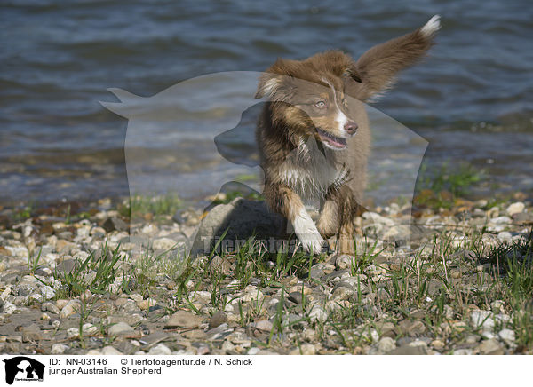 junger Australian Shepherd / young Australian Shepherd / NN-03146