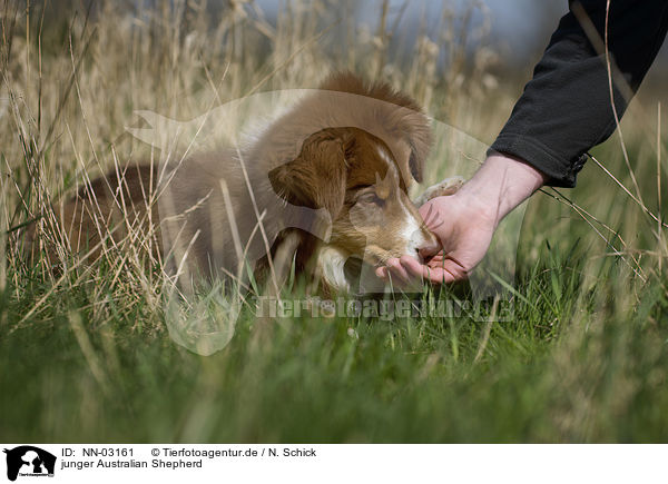 junger Australian Shepherd / young Australian Shepherd / NN-03161