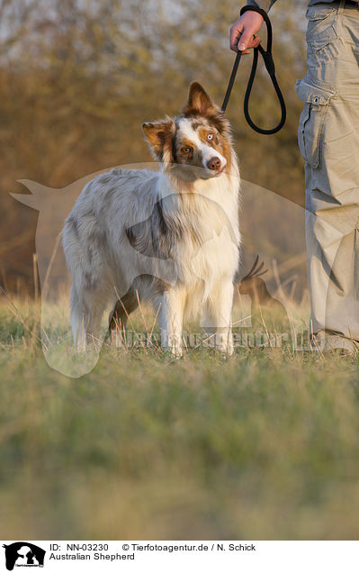 Australian Shepherd / Australian Shepherd / NN-03230