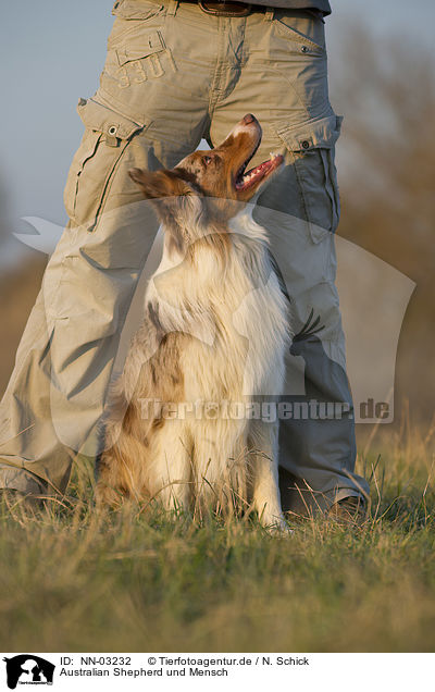 Australian Shepherd und Mensch / Australian Shepherd and human / NN-03232