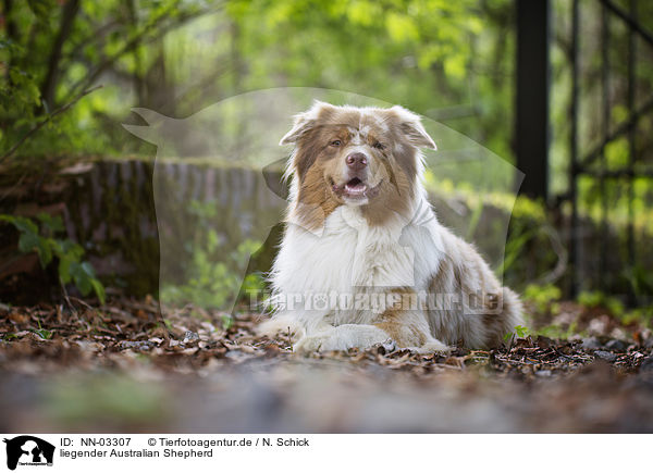 liegender Australian Shepherd / lying Australian Shepherd / NN-03307